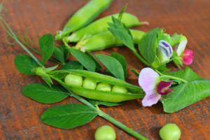 Frische Erbsen mit Blüten vor der Verarbeitung zu Erbsenprotein